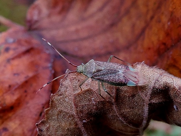 Pantilius tunicatus