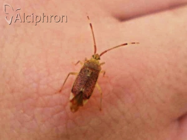 Pantilius tunicatus