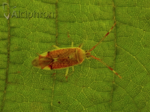 Pantilius tunicatus