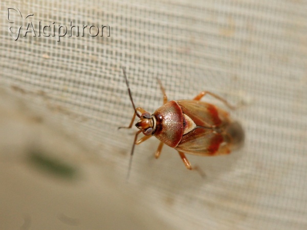 Orthops montanus
