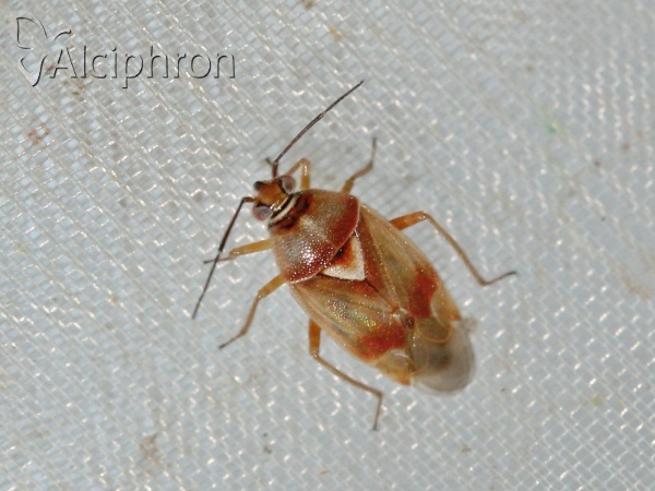 Orthops montanus