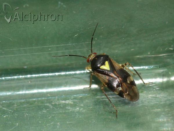 Orthops basalis