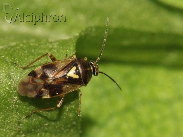 Orthops basalis