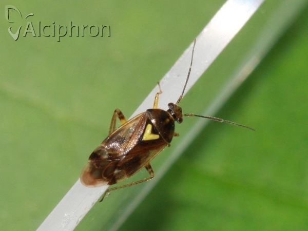 Orthops basalis