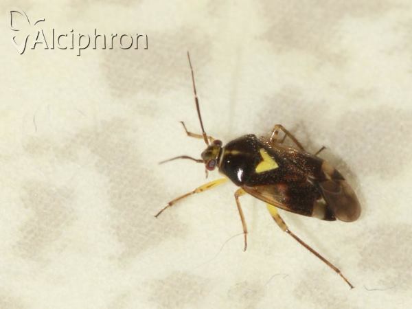Orthops basalis