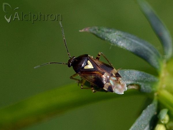 Orthops basalis