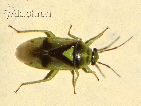 Orthops campestris