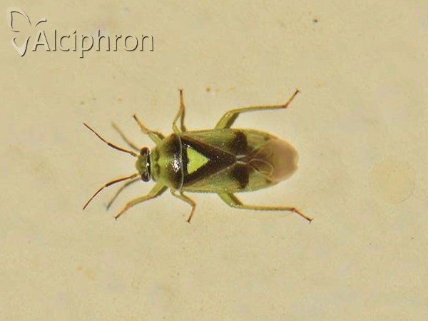 Orthops campestris