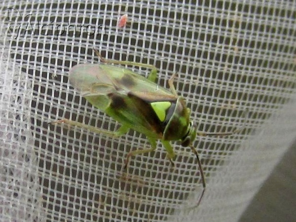 Orthops campestris