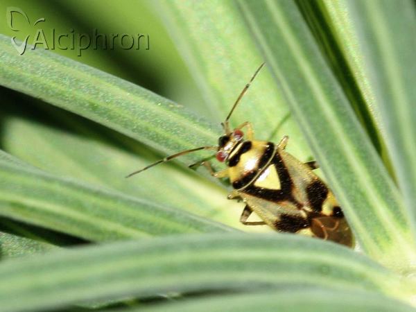 Orthops kalmii