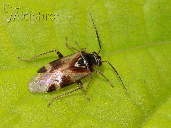 Orthops kalmii