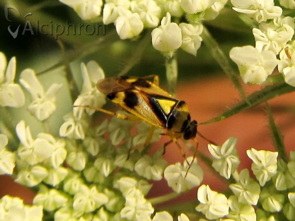 Orthops kalmii