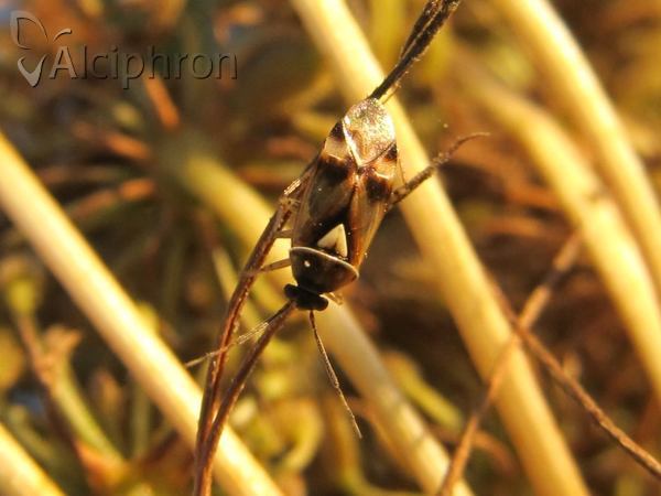 Orthops kalmii