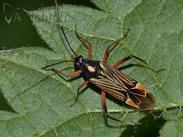 Miris striatus