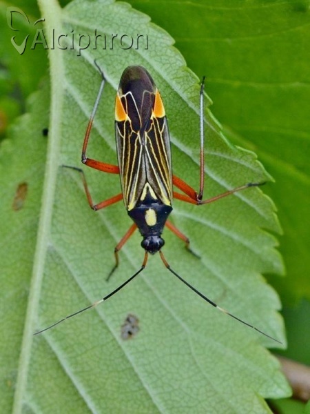 Miris striatus