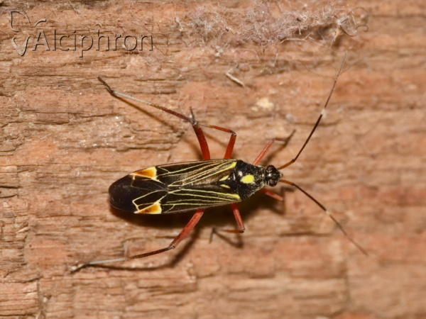 Miris striatus