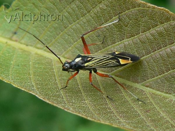 Miris striatus