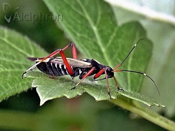 Miris striatus
