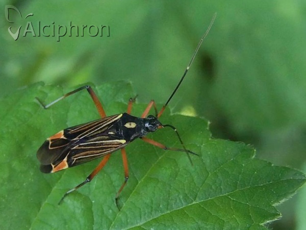 Miris striatus