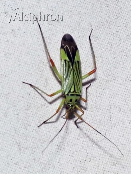 Mermitelocerus schmidtii