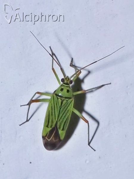 Mermitelocerus schmidtii