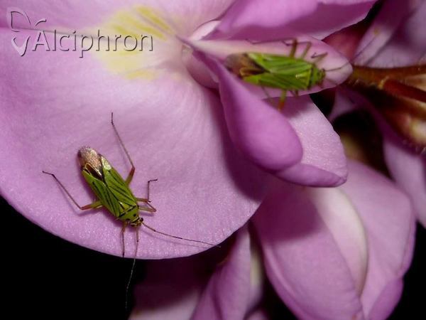 Mermitelocerus schmidtii