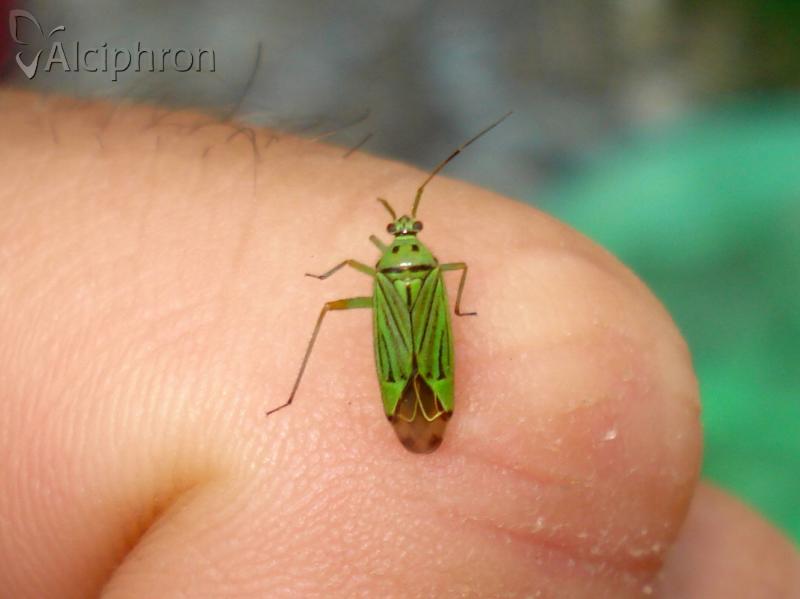 Mermitelocerus schmidtii