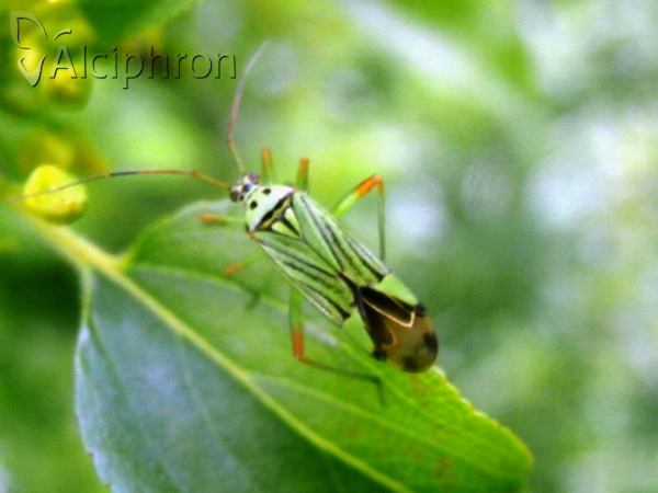 Mermitelocerus schmidtii