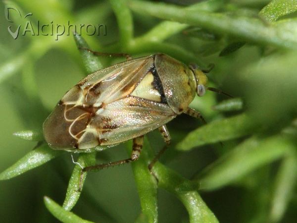 Lygus gemellatus