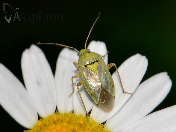 Lygus gemellatus