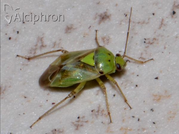 Lygus gemellatus