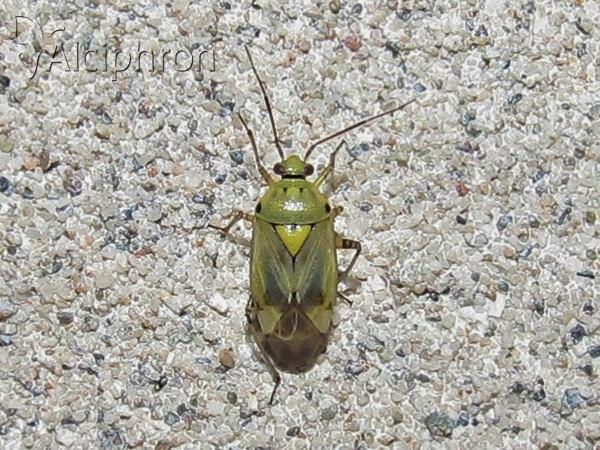 Lygus gemellatus