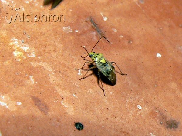 Lygus gemellatus