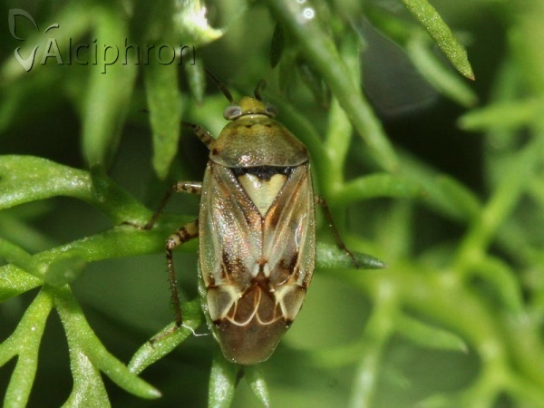 Lygus gemellatus