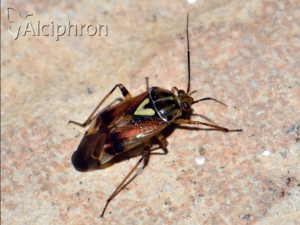 Lygus pratensis