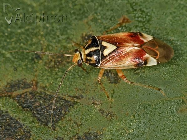 Lygus pratensis