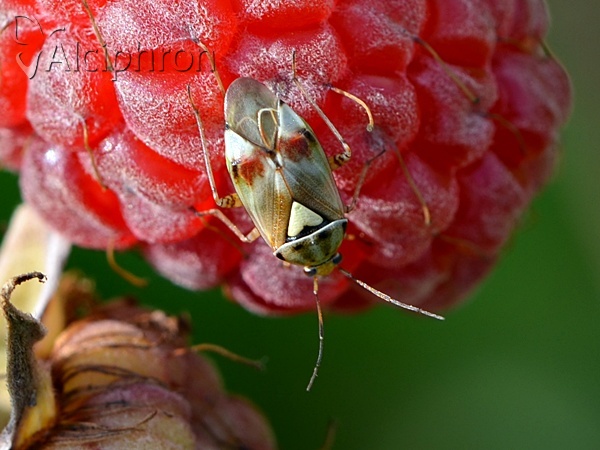 Lygus pratensis