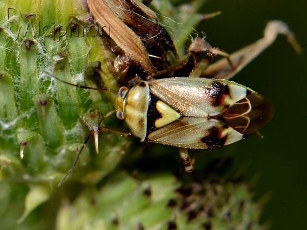 Lygus pratensis