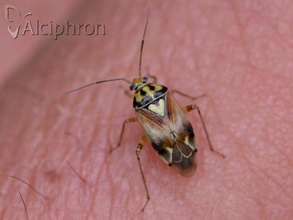 Lygus pratensis