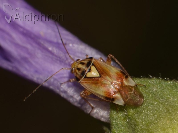 Lygus pratensis