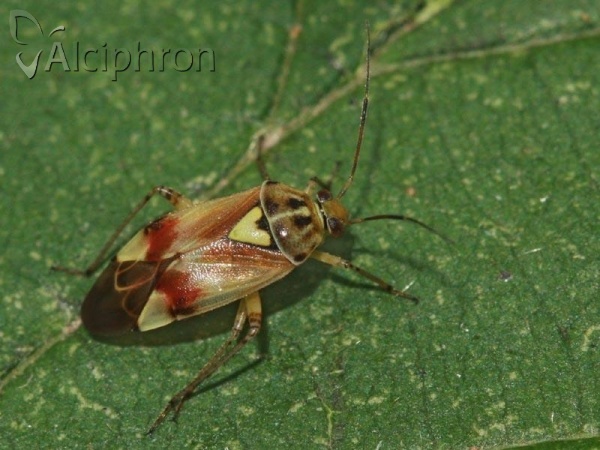 Lygus pratensis
