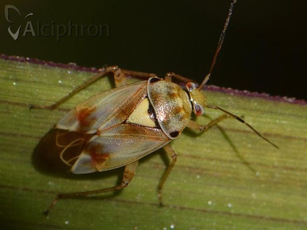 Lygus pratensis
