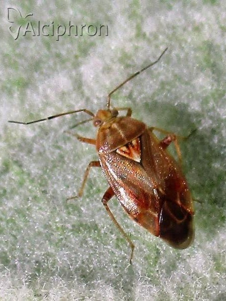 Lygus punctatus