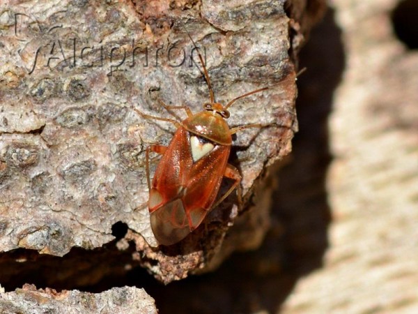 Lygus punctatus