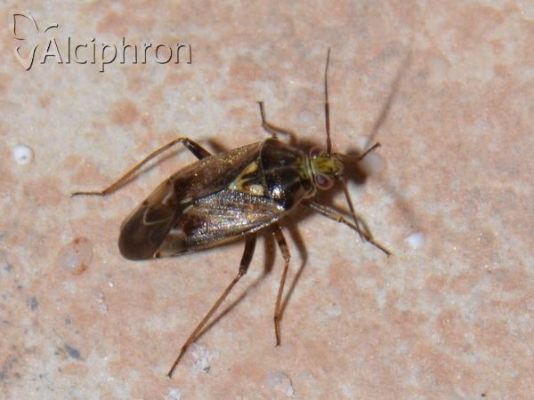 Lygus rugulipennis
