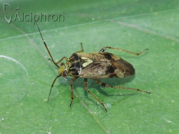Lygus rugulipennis