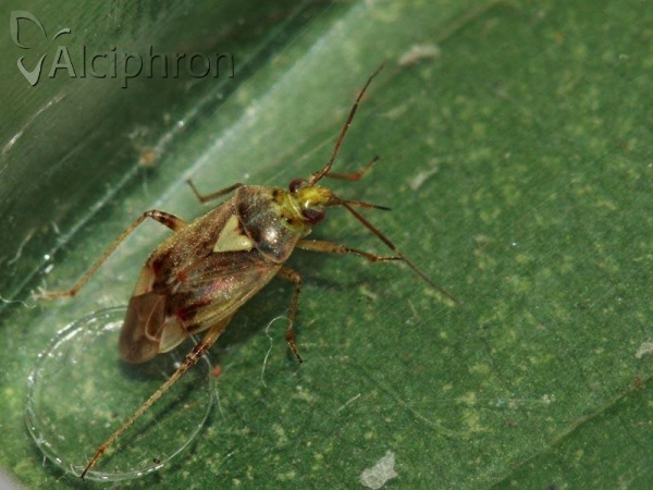Lygus rugulipennis