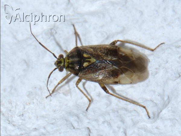 Lygus rugulipennis