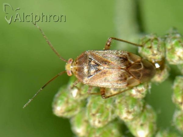 Lygus rugulipennis