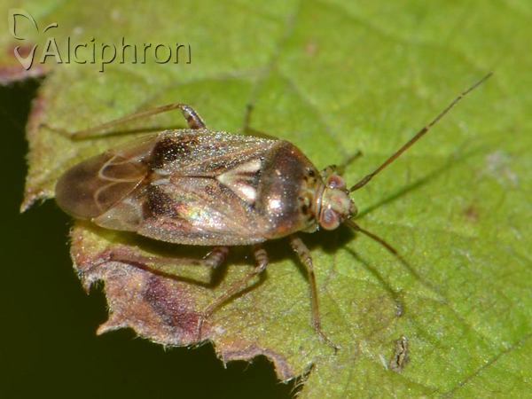 Lygus rugulipennis